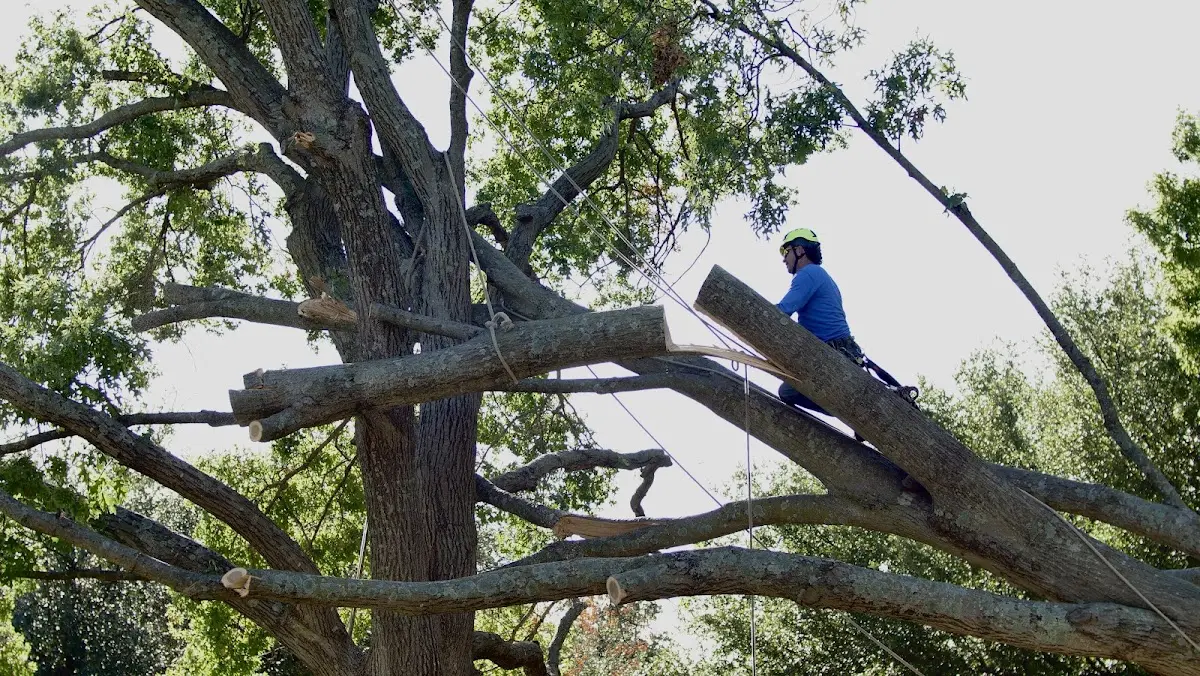 Professional Crown Thinning performed by certified arborists in Recluse