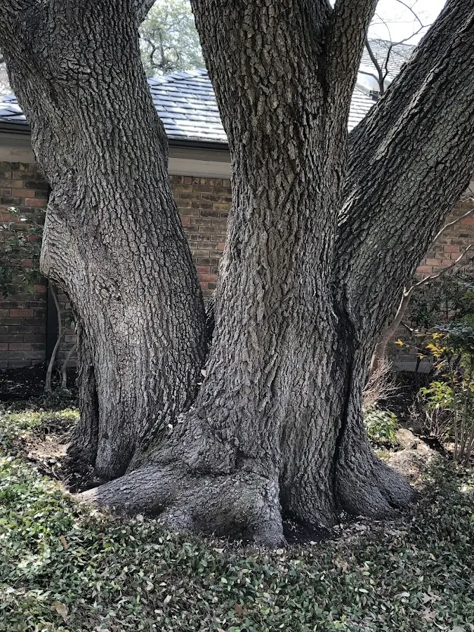 Mature heritage tree close to a Recluse property cared for by certified arborists